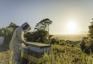 manuka health beekeeper img3